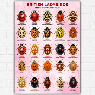 Cute British Ladybirds Identification Chart Poster A3 | Pink Nature Wall Art | 25 Native UK Ladybird Species | Educational Entomology Print | Decorative Wildlife Poster