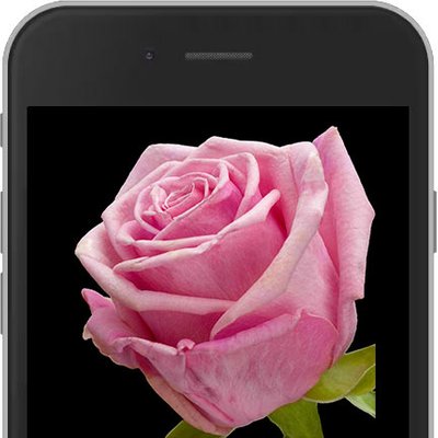 Pink E-Rose