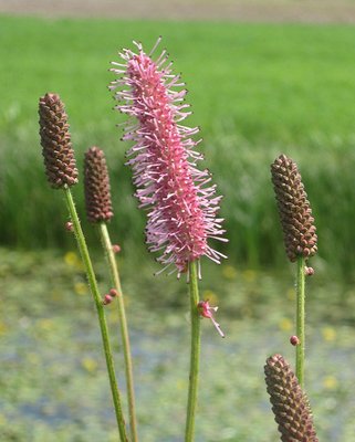 Sanguisorba Blackthorn