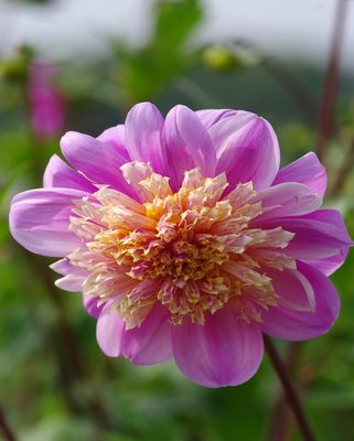 Dahlia Take Off Tubers