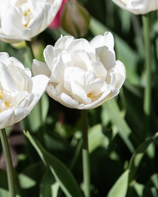 Tulip Mount Tacoma Bulbs