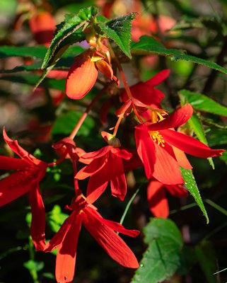 Begonia Boliviensis San Francisco