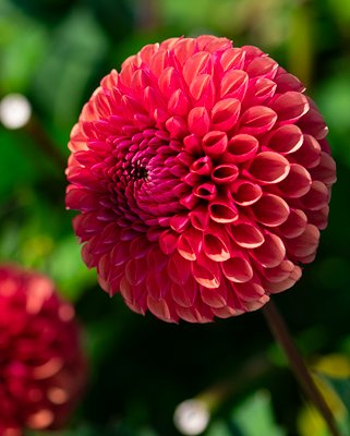 Dahlia Copper Boy Tubers