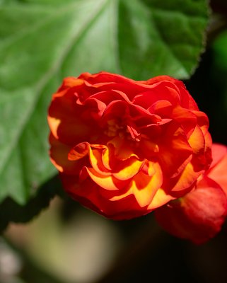 Begonia Double Orange