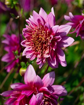 Dahlia Mambo NL Tubers