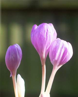Colchicum The Giant Bulbs