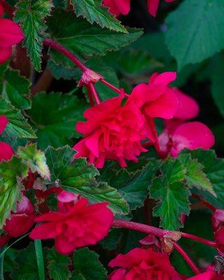 Begonia Cascade Scarlet Bulbs