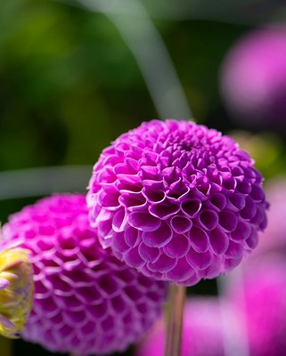 Dahlia Franz Kafka Tubers