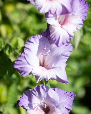 Gladiolus Flevo Nautica ® Bulbs