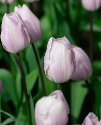 Tulip Silver Cloud Bulbs