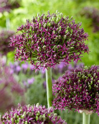 Allium Magic