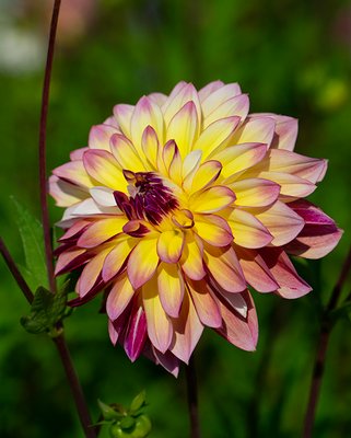 Dahlia Caribbean Fantasy Tubers