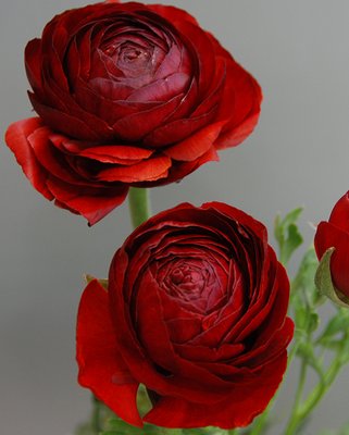 Ranunculus pauline Chocolate