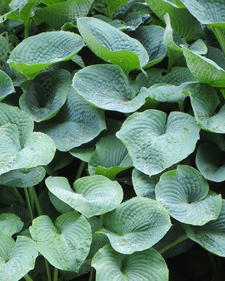 Hosta Blue Mammoth