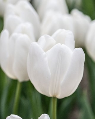 Tulip Hakuun Bulbs
