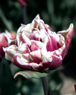 Tulip Wyndham Bulbs