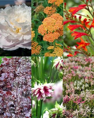 Low Maintenance Garden Collection