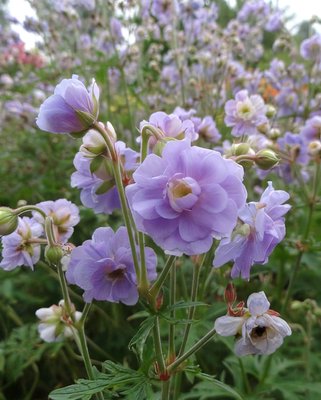 Geranium Summer Skies