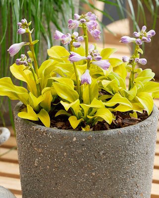Hosta Sun Mouse