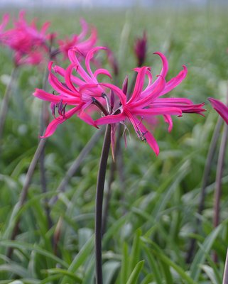Amarine Belladiva Tomoko Bulbs