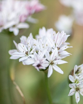 Allium Amplectens Graceful Beauty Bulbs