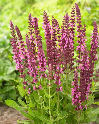 Salvia Pink Beauty