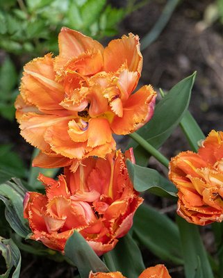 Tulip Royal Centennial Bulbs