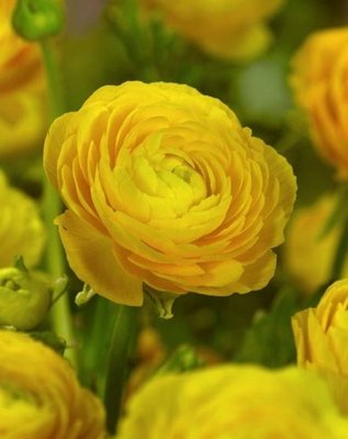Ranunculus Aviv Yellow Bulb
