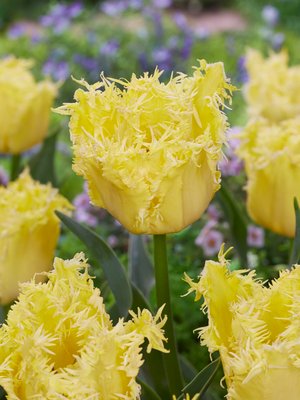 Tulip Fringed Lady