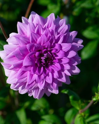 Dahlia Blue Boy Tubers