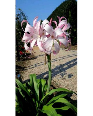 Crinum Jubilee Bulbs
