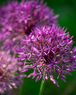 Allium Purple Rain Bulbs