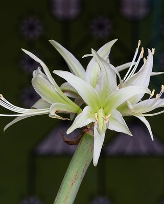 Amaryllis (Hippeastrum) Evergreen ®