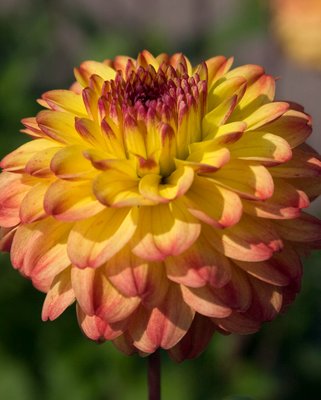 Dahlia Icoon Tubers