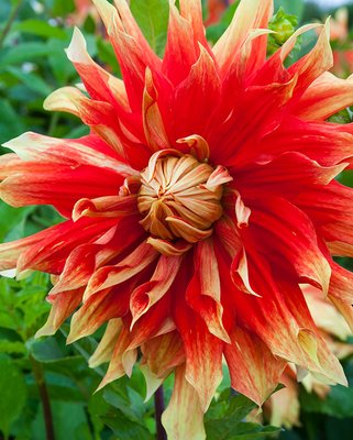 Dahlia Autumn Sunburst