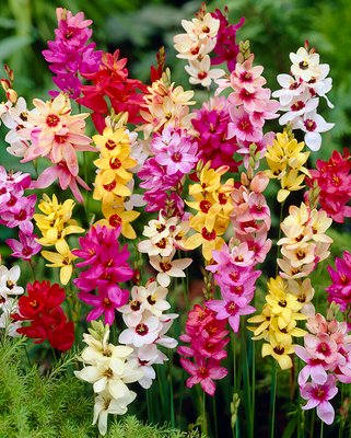 Ixia Corn Lily Mixture