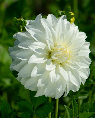 Dahlia Lady Liberty