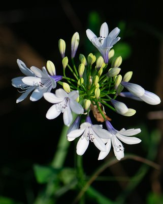 Agapanthus Twister