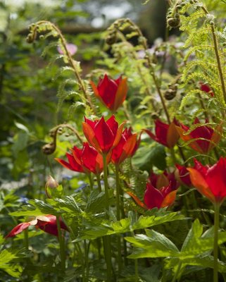 Tulip Sprengeri Bulbs