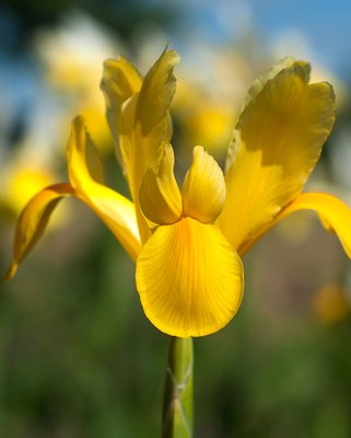 Dutch Iris Golden Harvest