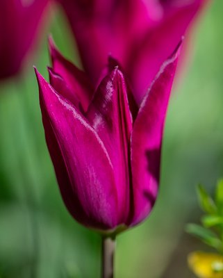 Tulip Purple Heart Bulbs