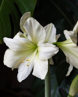 Amaryllis (Hippeastrum) Lemon Star Bulbs