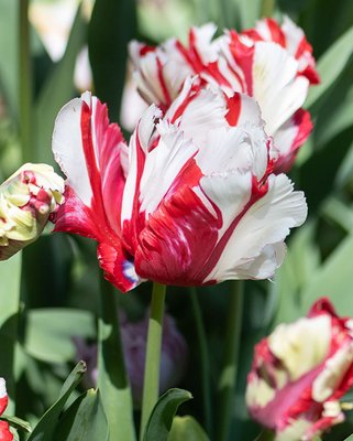 Tulip Estella Rynveld Bulbs