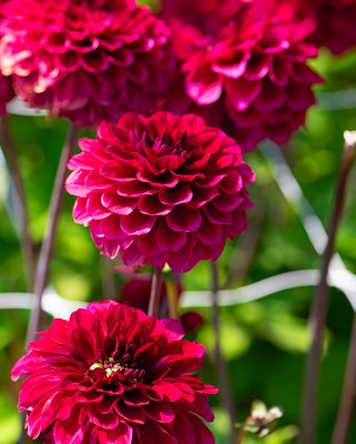 Dahlia Senior's Darkness Tubers
