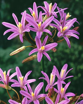 Triteleia Babylon
