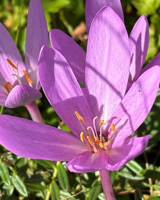 Colchicum Pannonicum