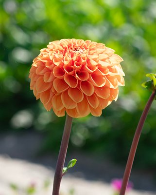 Dahlia Sylvia Tubers