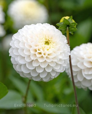Dahlia Never Give Up Tubers