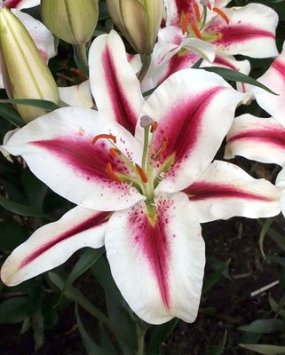 Lilium Hachi