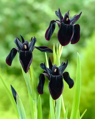 Iris Black Form